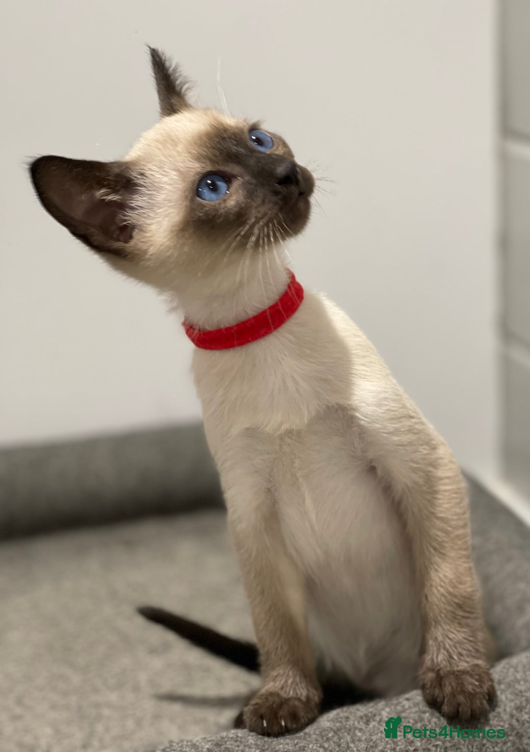 Siamese cats for sale: GCCF Registered Traditional Siamese Kittens  - Image 33