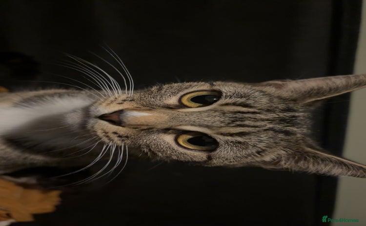 British Shorthair cats Beautiful Tuxedo kittens  - Advert 3