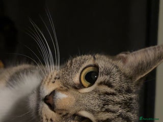 British Shorthair cats Beautiful Tuxedo kittens - Advert 1