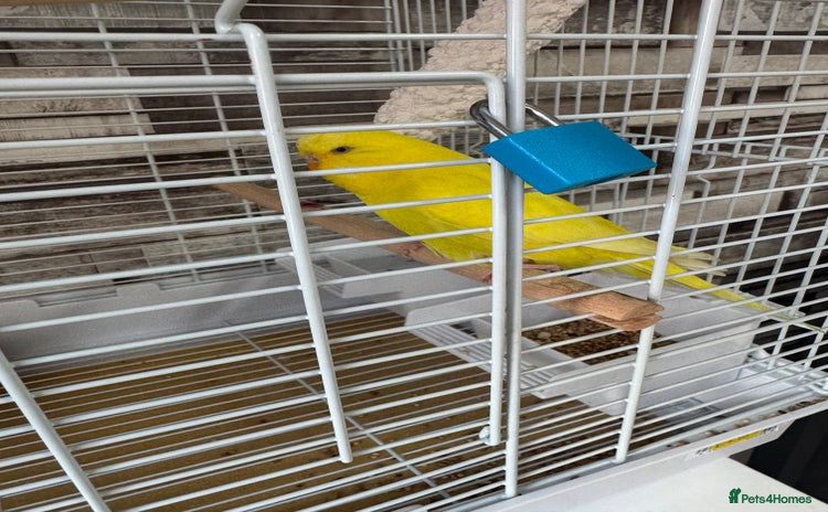 Budgerigars birds - Advert 2