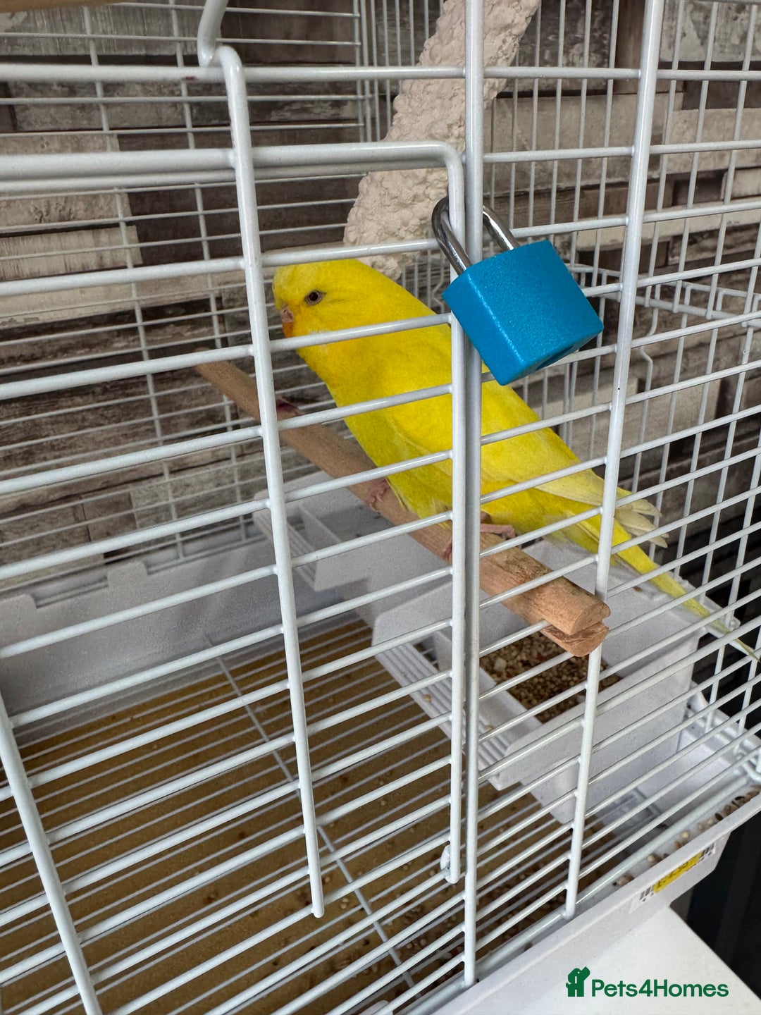 Budgerigars birds for sale: Budgie  - Image 1