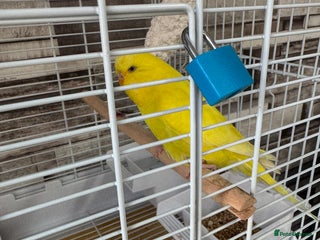 Budgerigars birds - Advert 23