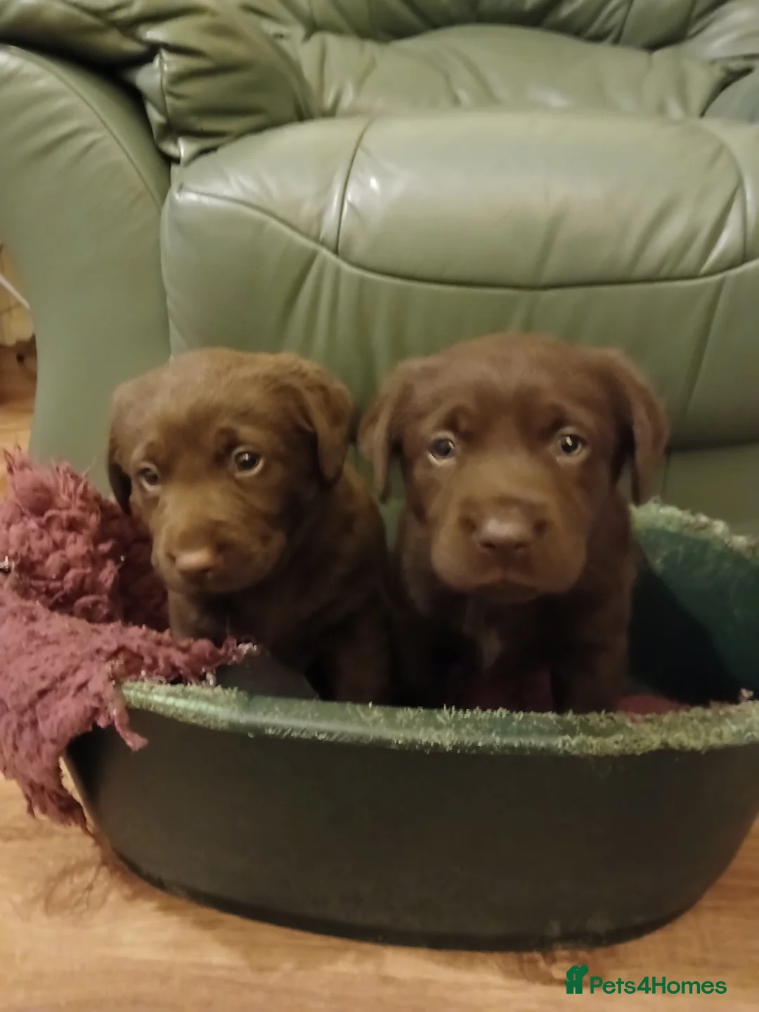 Labrador Retriever dogs for sale: Chocolate labrador puppies  - Advert 2