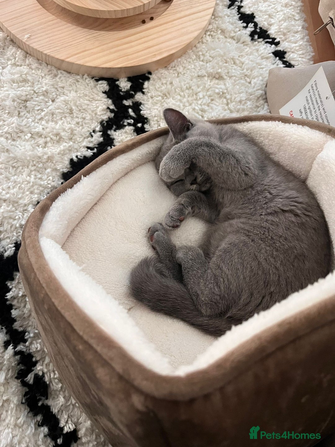 British Shorthair cats for sale: Tica Registered British Shorthairs  - Advert 17