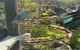 Budgerigars birds for sale: Mixed budgies and young cockatiel - Image 2