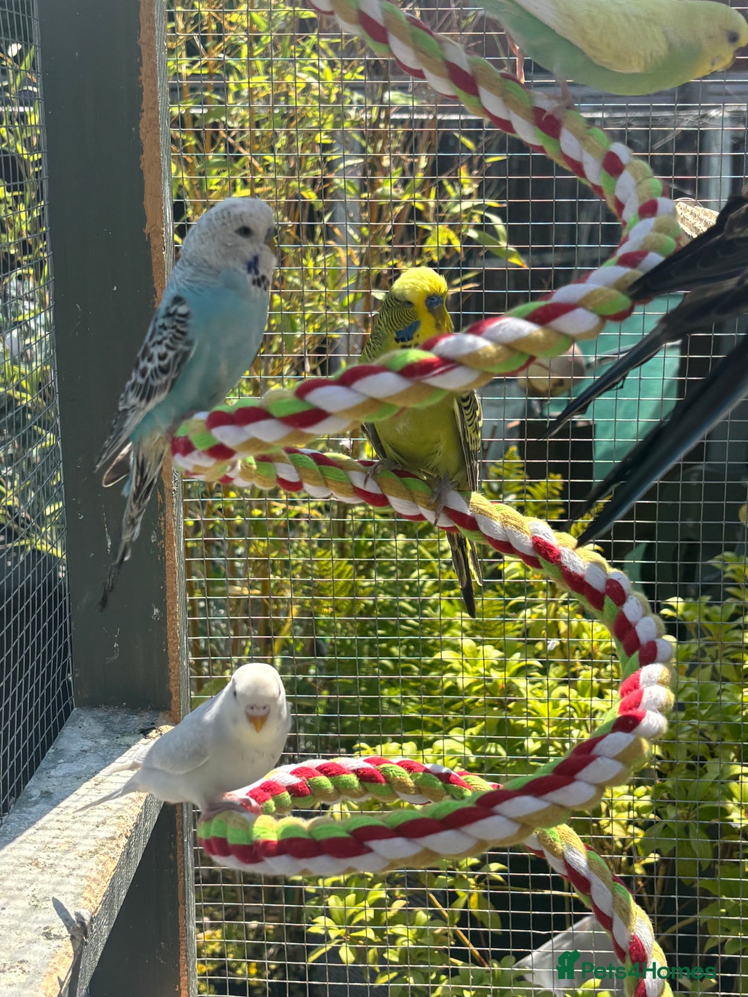 Budgerigars birds for sale: Mixed budgies and young cockatiel - Image 2