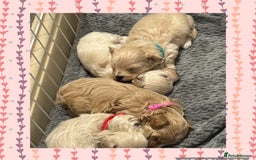 Maltipoo dogs for sale: ⭐️F1 PRA clear, tiny Ukraine Maltipoos - Image 1