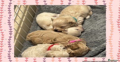 Maltipoo dogs - Advert 4