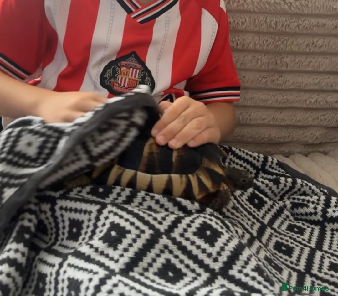 Hermann Tortoise reptiles for sale: Herman Tortoise - Advert 2