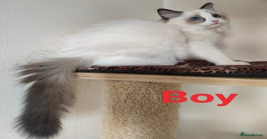 Ragdoll cats - Advert 11