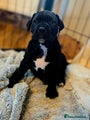 Cane Corso Puppy 6