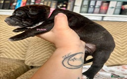 Staffordshire Bull Terrier dogs for sale: Pedigree Staffordshire Bull Terrier Puppies - Image 19