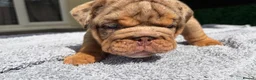 English Bulldog dogs for sale: English Bulldog Puppies - Advert 28