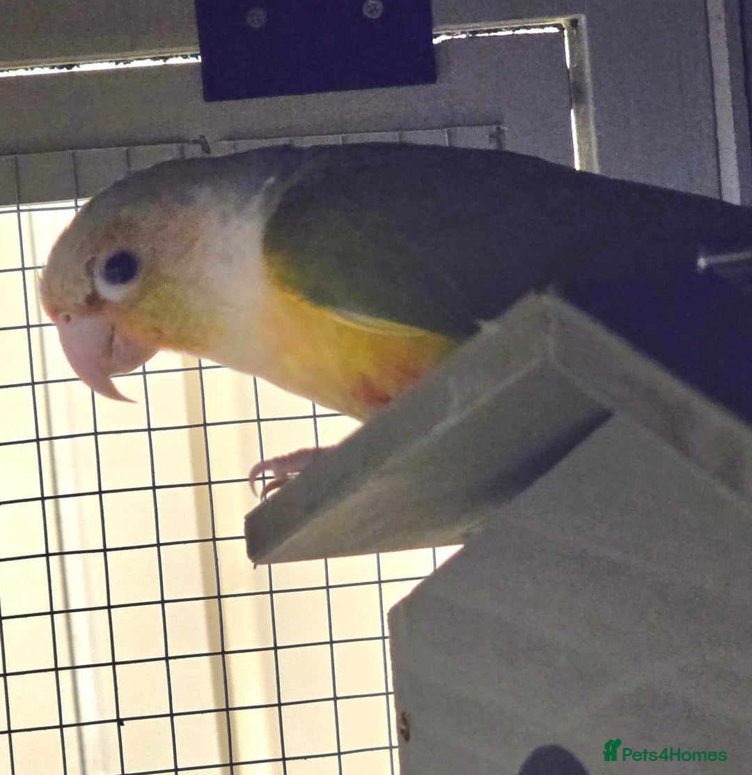 Conures birds for sale: Pineapple Conure with cage and accessories  - Advert 2