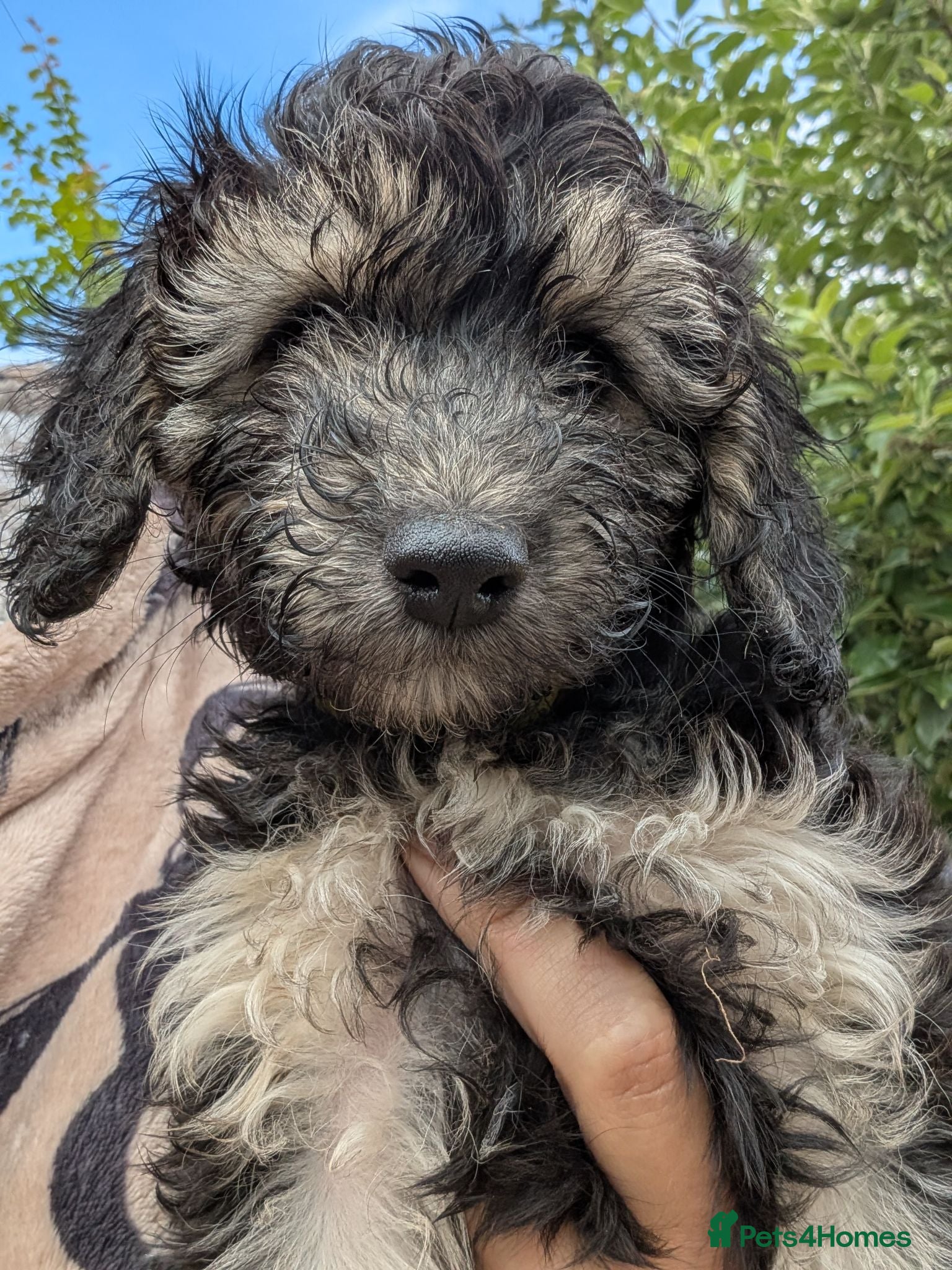 Cockapoo dogs F2b cockapoo pups health test parents - Advert 2