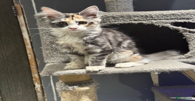 Maine Coon cats - Advert 3