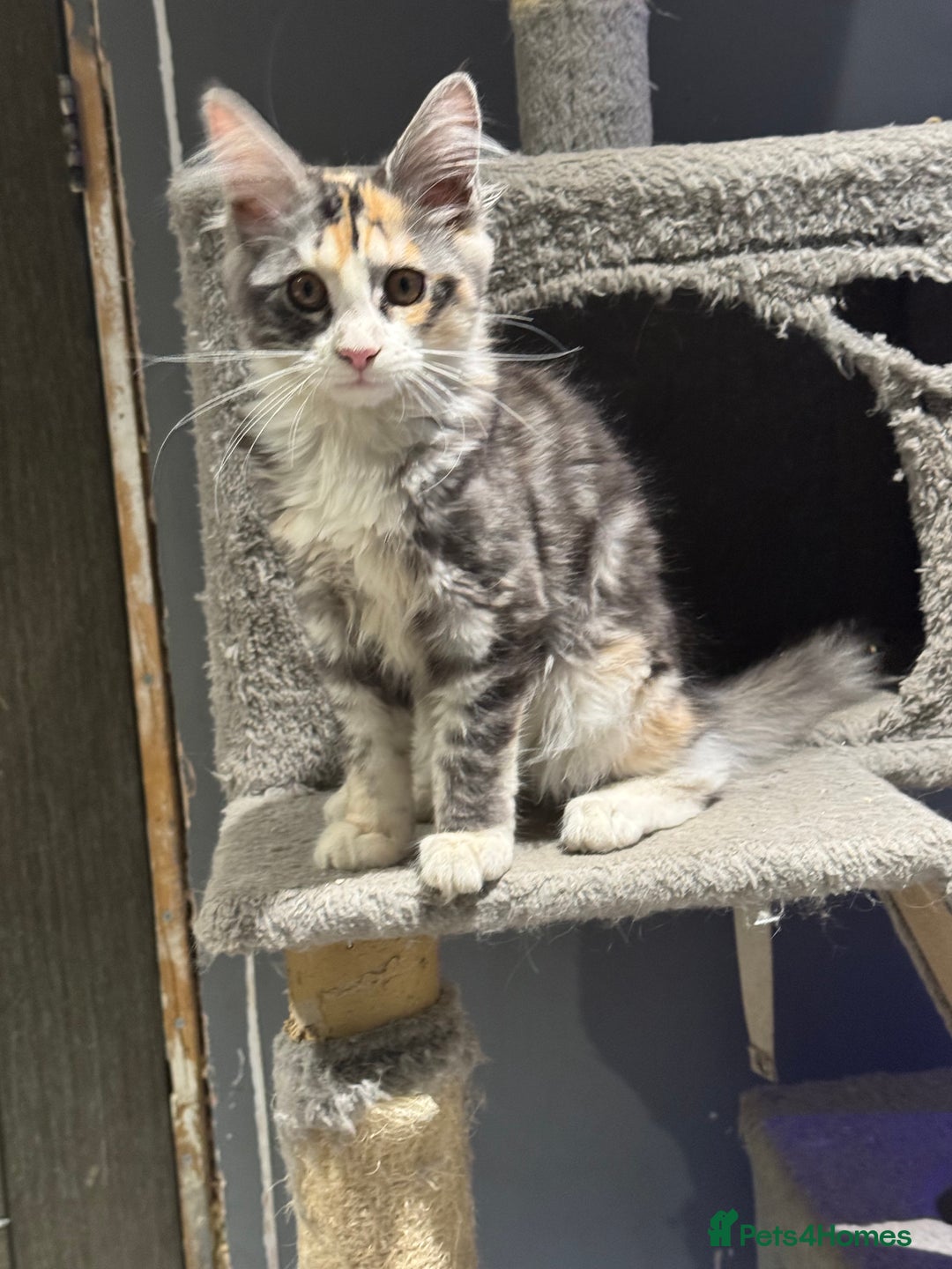 Maine Coon cats for sale: 6 months old female Mainecoon  - Image 3