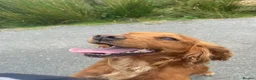 Mixed Breed dogs for sale: Sprollie pups for sale! - Advert 4