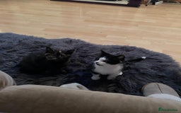 British Shorthair cats for sale: Stunning British short x Bengal  - Image 6