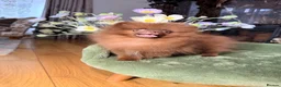 Pomeranian dogs for sale: Chocolate Pomeranian Girl and boys - Advert 25