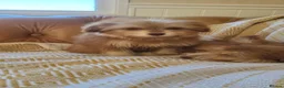 Mixed Breed dogs for sale: Pomskpoos - Advert 6