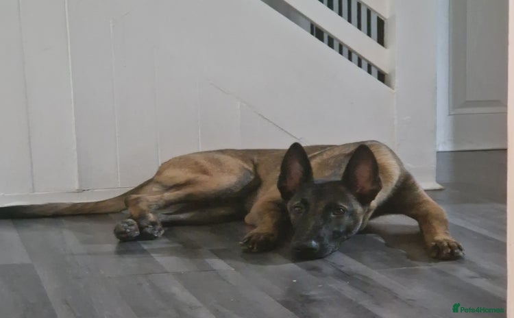 Belgian Shepherd Dog dogs - Advert 1