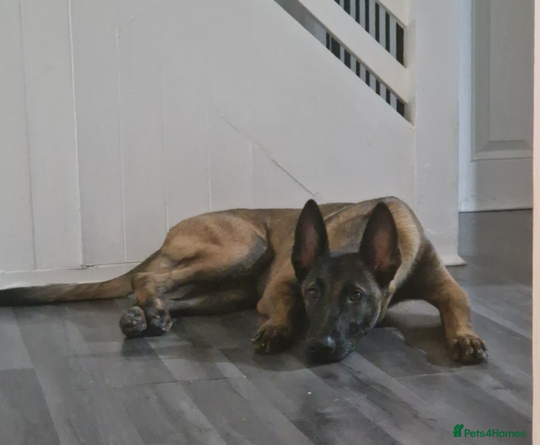 Belgian Shepherd Dog dogs for sale: 6 month old mali boy - Image 1