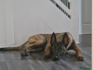 Belgian Shepherd Dog dogs for sale - Advert 1