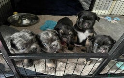 French Bulldog dogs for sale: Bellasbulliez visual fluffy french bulldog boy 💙 - Image 6