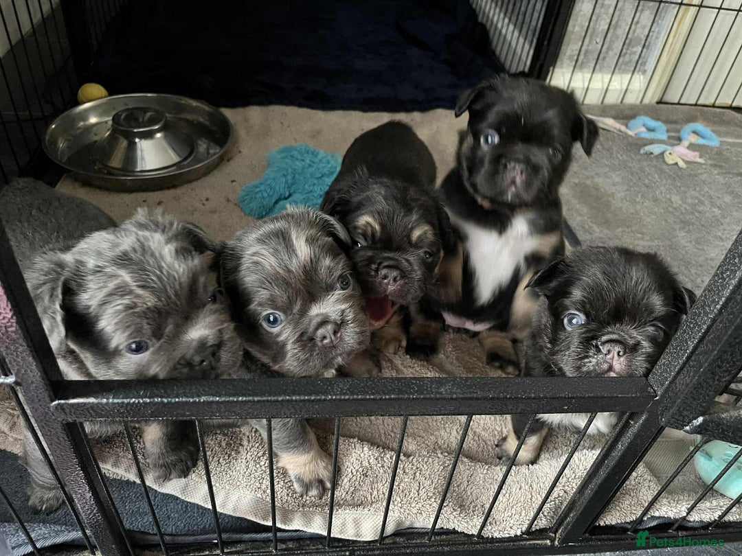 French Bulldog dogs for sale: Bellasbulliez visual fluffy french bulldog boy 💙 - Image 6
