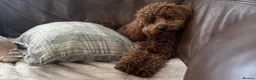 Poodle dogs for stud: Kc Fox red toy poodle for stud  - Advert 9