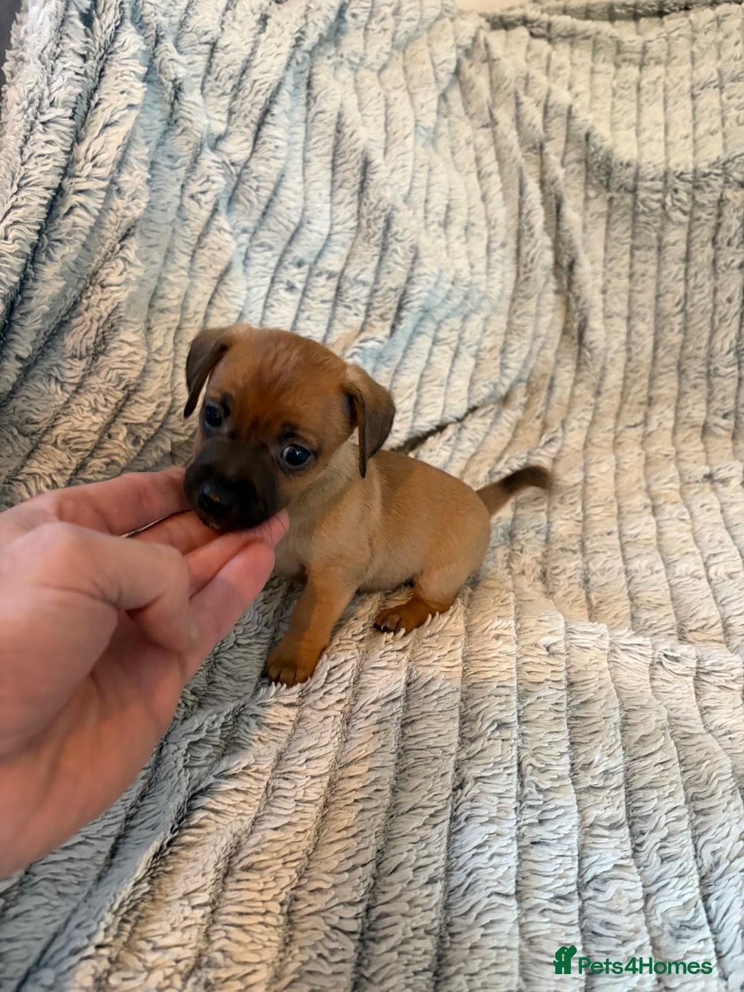 Jack Russell dogs for sale: Jack Russell puppies for sale - Advert 20