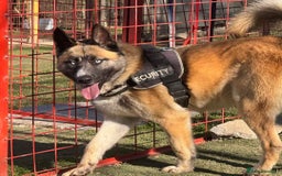 Mixed Breed dogs for adoption:  RONI  - Image 2