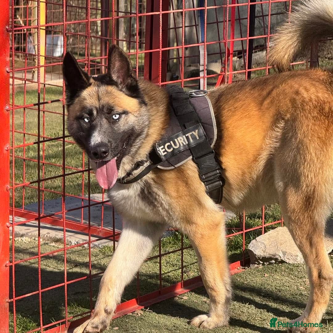 Mixed Breed dogs for adoption:  RONI  - Image 2