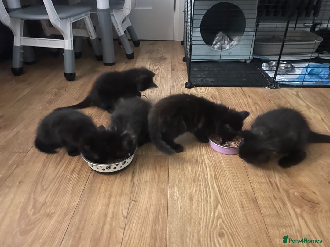 Ragdoll cats for sale: Half Ragdoll KITTENS - Image 7