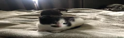 Mixed Breed cats for sale: Kittens for sale  - Advert 5