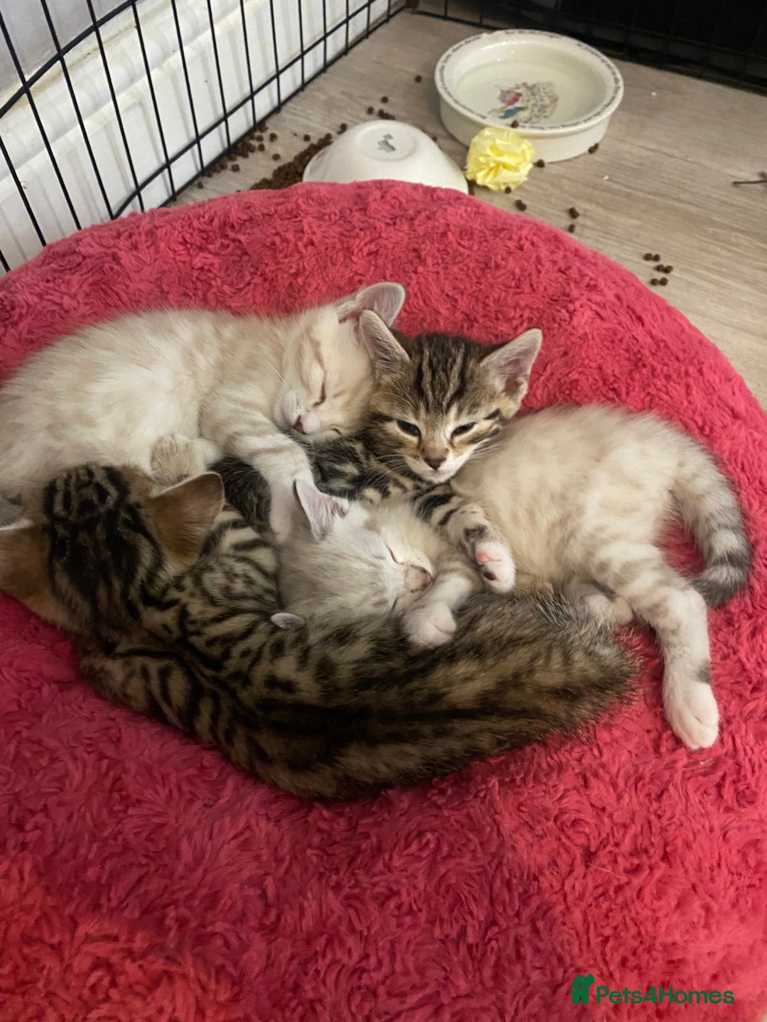 Bengal cats for sale: Bengal Cross Kittens  - Image 12
