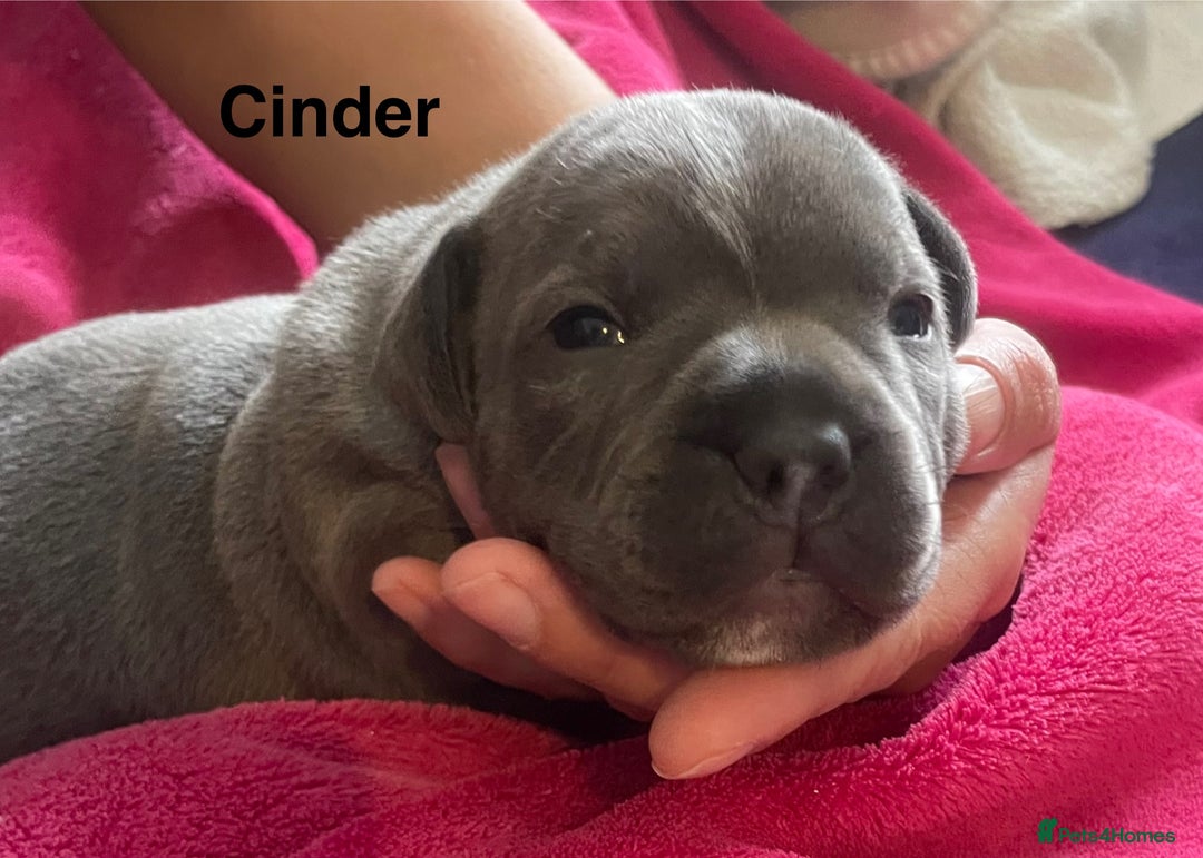 Staffordshire Bull Terrier dogs for sale: Blue Staffordshire bull terrier kc registered ❗️ - Image 36