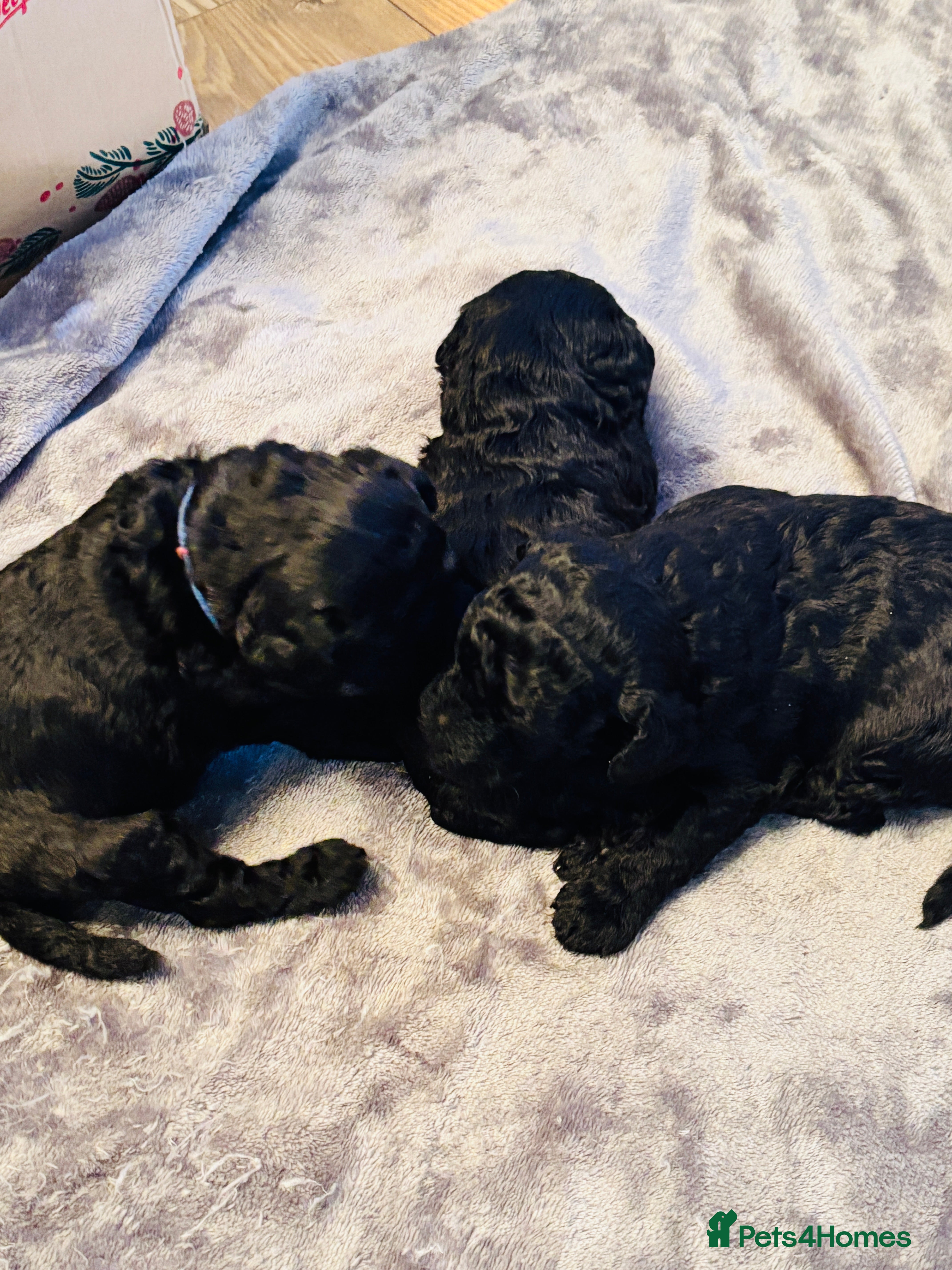 Labradoodle dogs Miniature Labradoodles - Advert 8