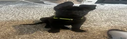 German Shepherd dogs for sale:  female German shepherd for sale 12 week old - Advert 2