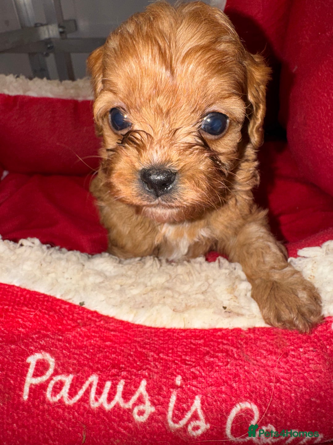 Cavapoo dogs for sale:   ✨ Adorable Miniature Cavapoo Puppies ✨ - Advert 26