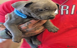 Staffordshire Bull Terrier dogs for sale: Blue/blue&white staffs - Image 14