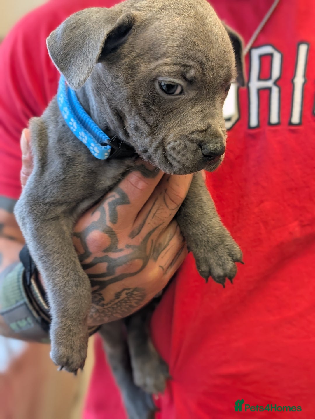 Staffordshire Bull Terrier dogs for sale: Blue/blue&white staffs - Image 14