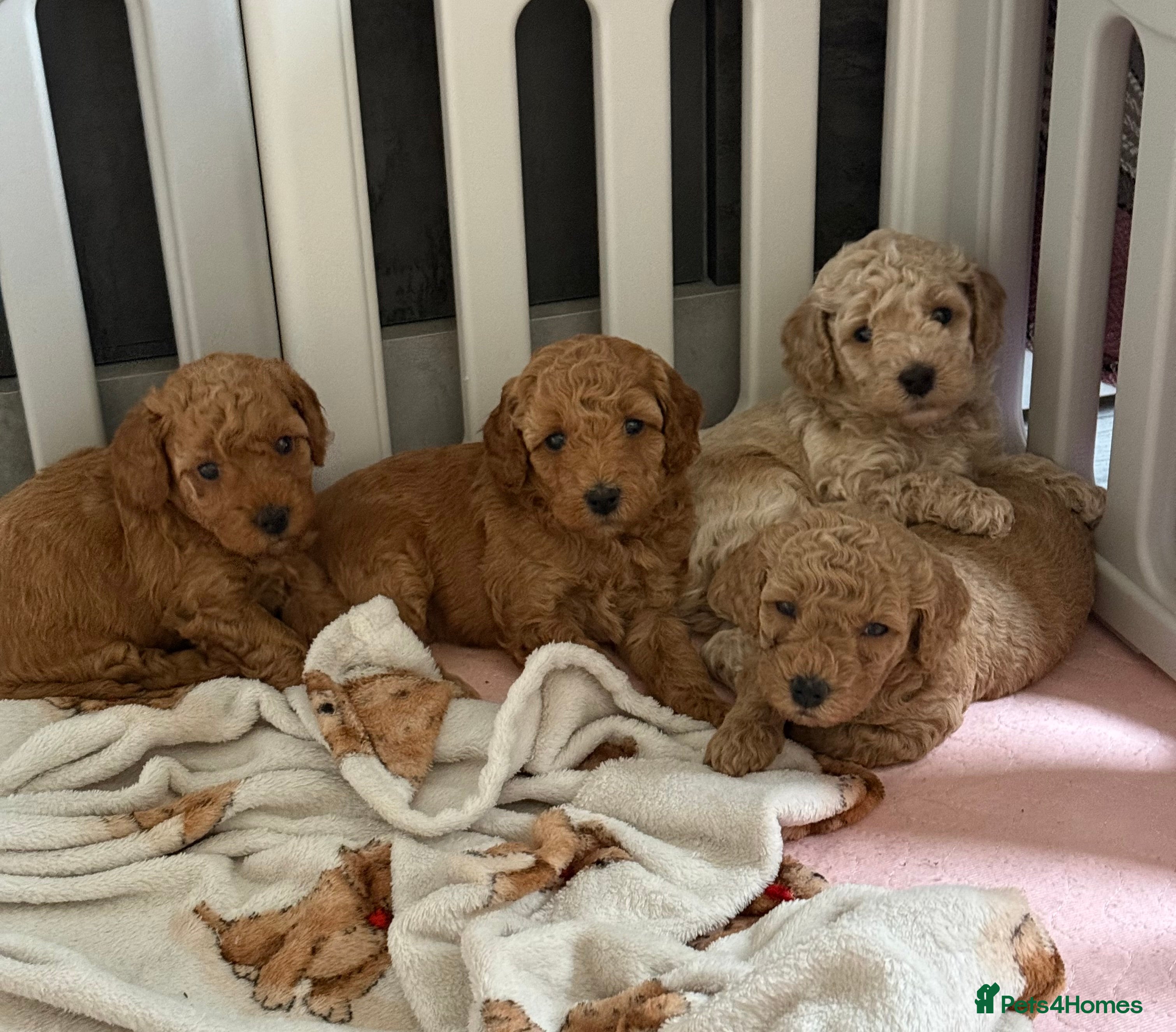 Cavapoo dogs 🩵ONE BOY LEFT🩵4 Beautiful f1bb Cavapoo Puppies!  - Advert 3