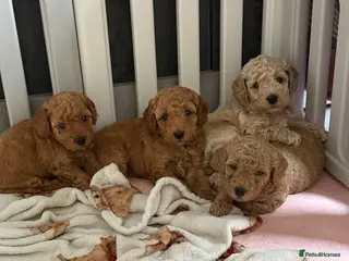 Cavapoo dogs 🩵ONE BOY LEFT🩵4 Beautiful f1bb Cavapoo Puppies! - Advert 3