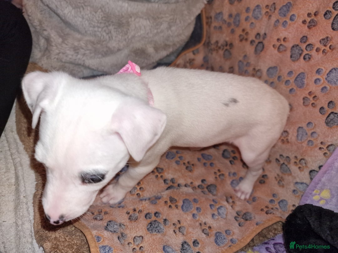 Mixed Breed dogs for sale: Staffy-Lurcher CROSS Border Collie  - Advert 9