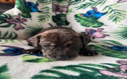 Mixed Breed dogs for sale: Beautiful Daffys - staffy cross dachshund  - Image 29
