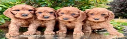 Cockapoo dogs for sale: Cockapoo - Advert 1