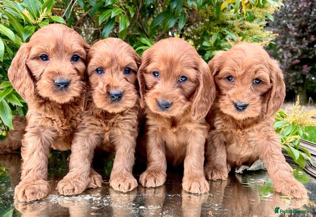 Cockapoo dogs for sale: Cockapoo - Advert 1