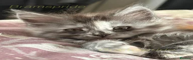 Maine Coon 1